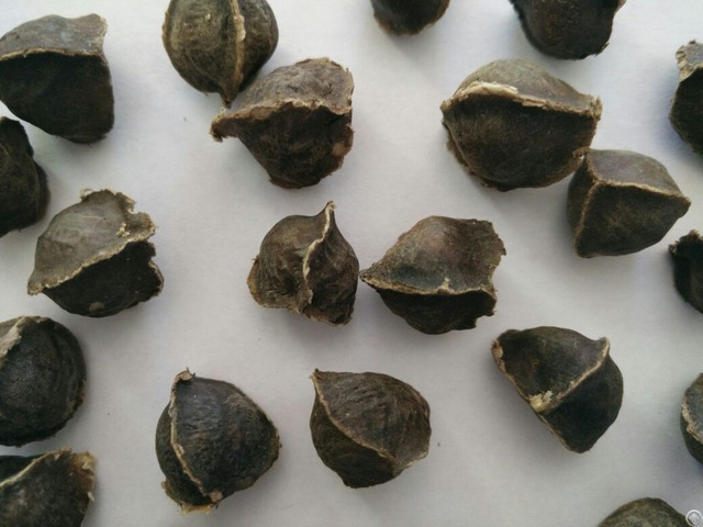 Moringa Seeds Wingless