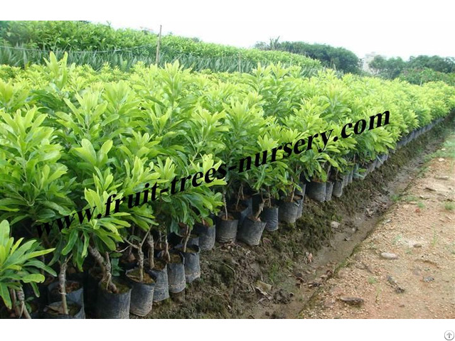 Sales Featured Fruit Tree:  Myrica Rubra Tree