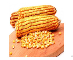 Maize For Human And Animal Feed At Wholesale Price