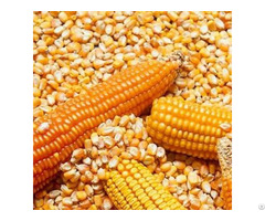 Yellow Corn Animal Feed Human Consumption