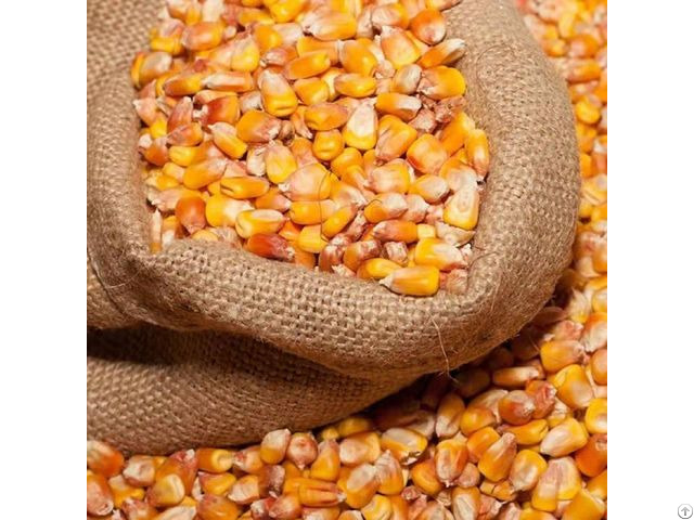 Yellow Corn Non Gmo Bulk Maize Dried