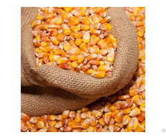 Yellow Maize For Animal Feed And Human Consumption