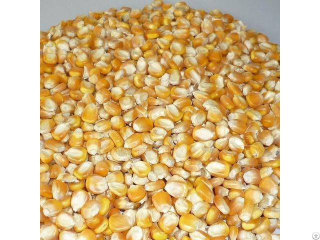 Dried Yellow Non Gmo Maize