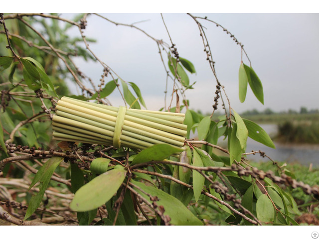 Wholesale Eco Friendly Grass Straws Made In Vietnam With Low Price