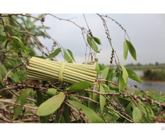 Wholesale Eco Friendly Grass Straws Made In Vietnam With Low Price