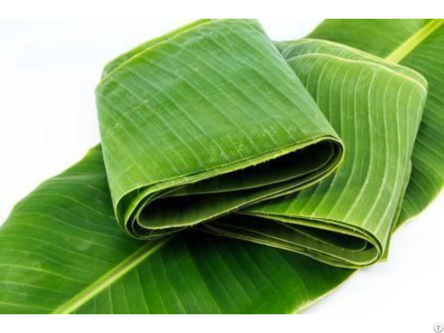 Hight Quality Banana Leaf For Covering Food Green Leaves