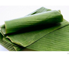 Banana Leaves 100% Natural High Quality For Wrapping Food With Export Standard