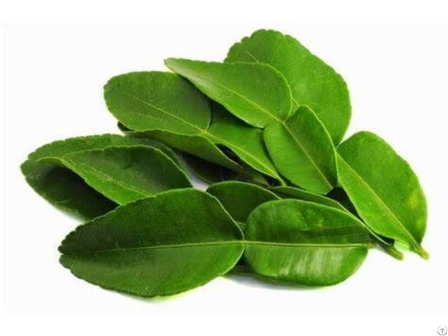 Lemon Leaves Green High Quality