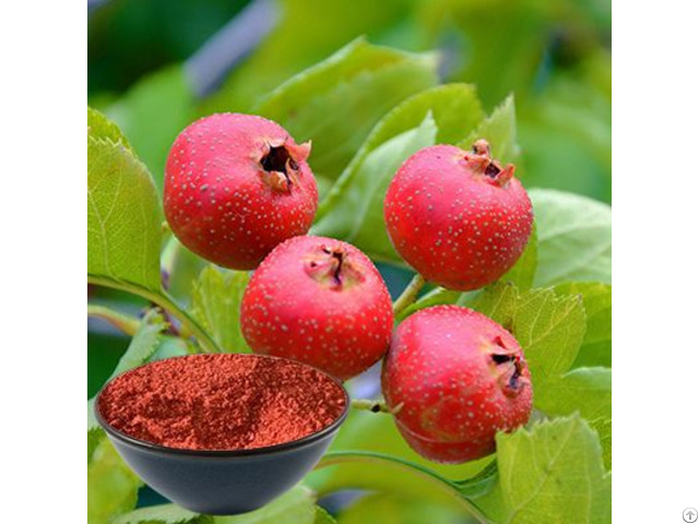 Best Hawthorn Fruit Powder Supplier