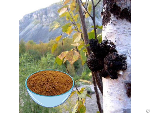 Buy Chaga Extract