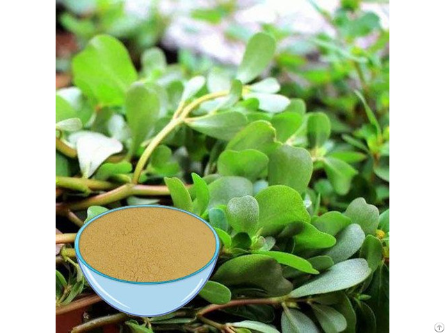 Bacopa Extract