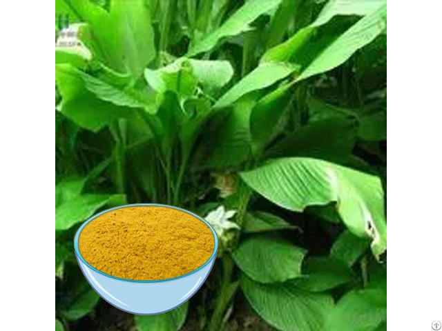 Turmeric Extract Powder