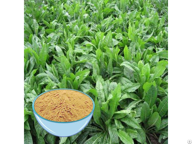 Inulin Extract