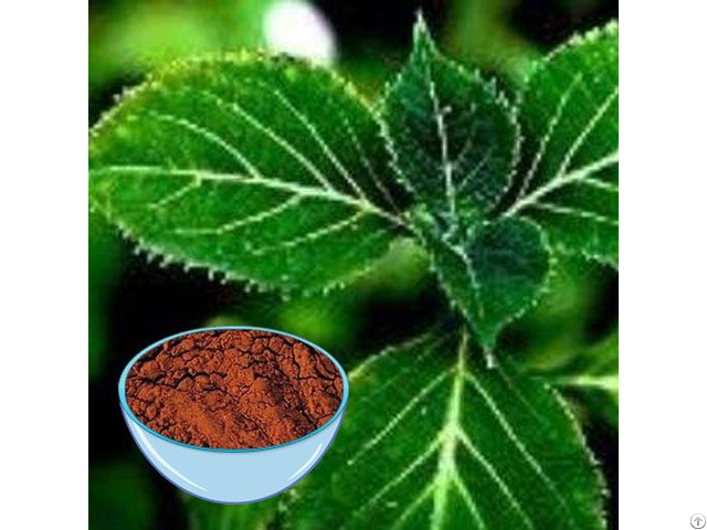 Yohimbe Extract Powder