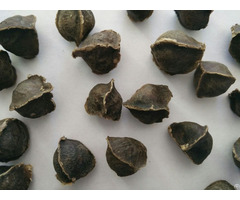 Moringa Seeds With Out Wings