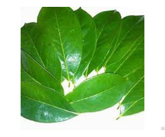 Graviola Leaves