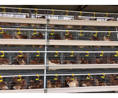Chicken Farm 10000 Birds Battery Cage For Layers Price