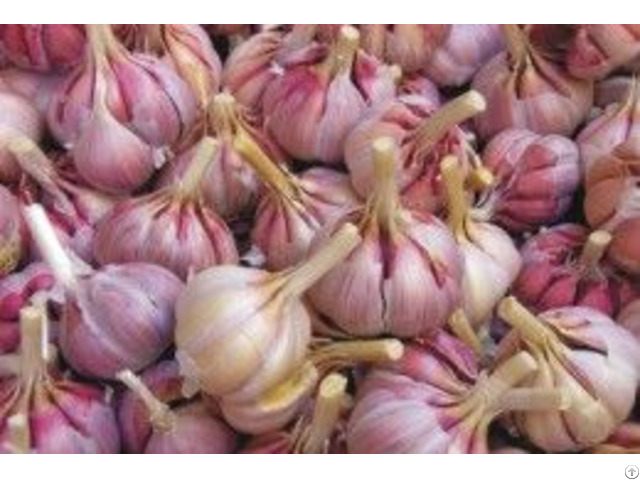 Garlic Allium Sativum