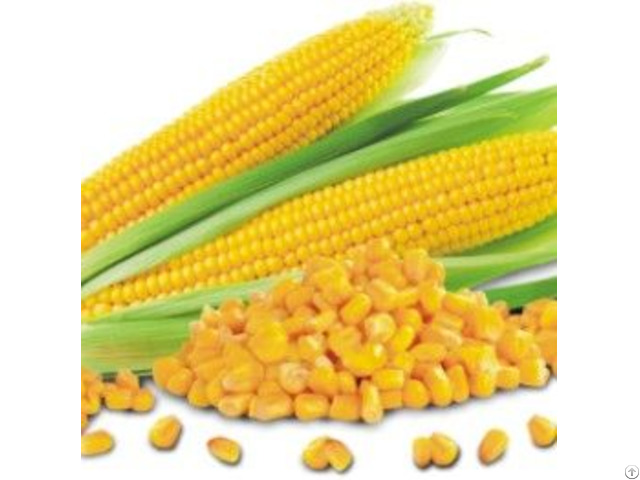 Maize Corn