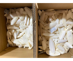 100% Cuttlefish Bone Sepia Shell Wholesales Price Premium Quality