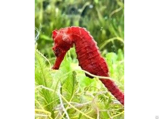 Seahorse Hippocampus Barbourin