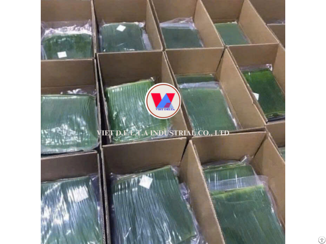 Hot Sale 2024 Fresh Banana Leaves