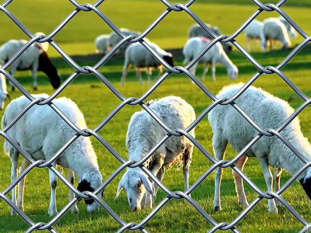 Galvanized Chain Link Fence Resists Rust And Corrosion Due To Its Zinc Coating