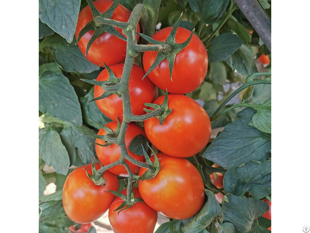 T193 Productive Semi Determinate Saladette Tomato Seed