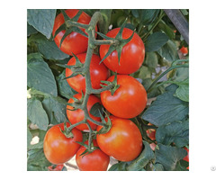 T193 Productive Semi Determinate Saladette Tomato Seed