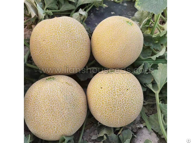 M255 Big Galia Melon Variety F1 With High Disease Resistance