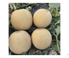 M255 Big Galia Melon Variety F1 With High Disease Resistance