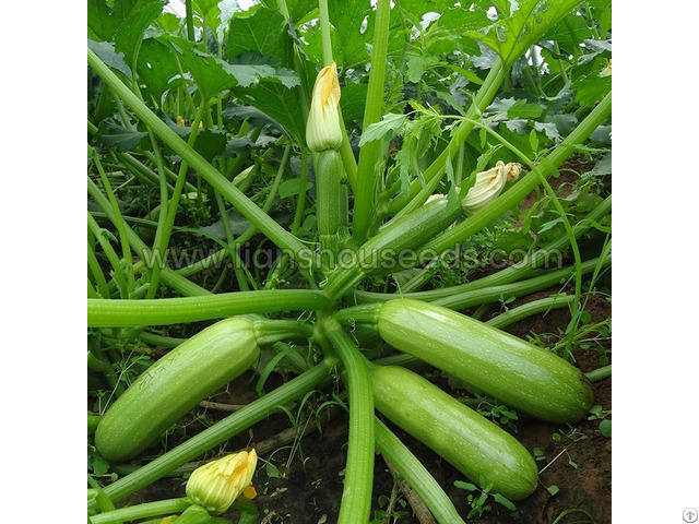 Jade 808 Hybrid Summer Squash Variety