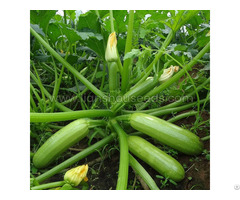 Jade 808 Hybrid Summer Squash Variety