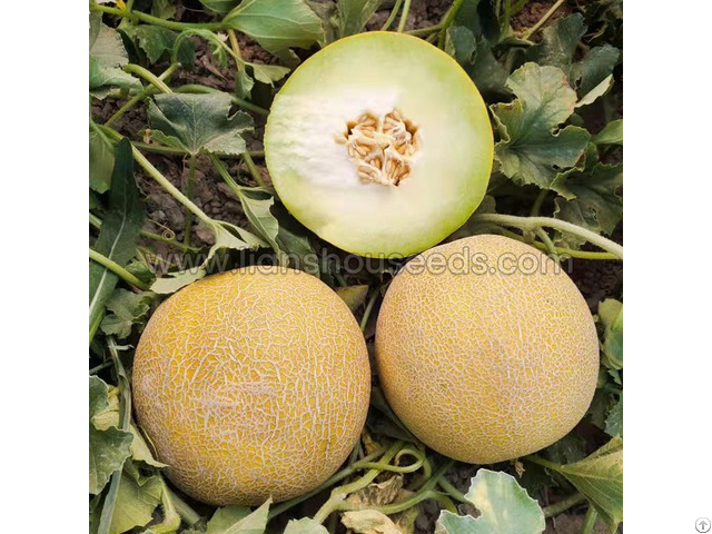 M254 Big Sweet Hybrid Galia Melon Seed