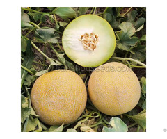 M254 Big Sweet Hybrid Galia Melon Seed