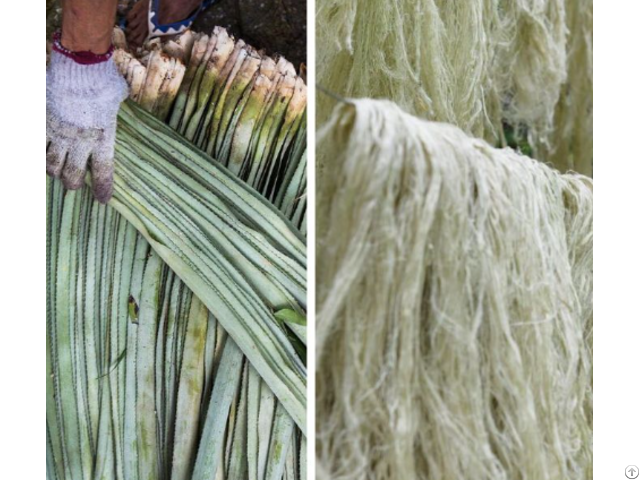 Raw Pineapple Fibers