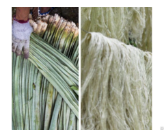 Raw Pineapple Fibers