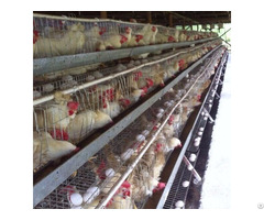 Design Layer Chicken Cages For Poultry Farm With Water Treatment System