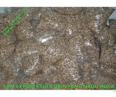 Moringa Seed Exporters India