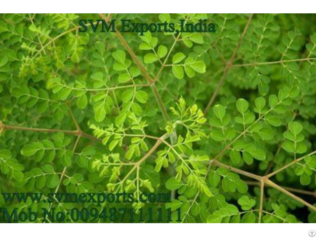 Moringa Leaves Exporters India