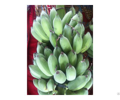 Banana Exporters