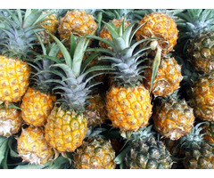Pineapple Sellers