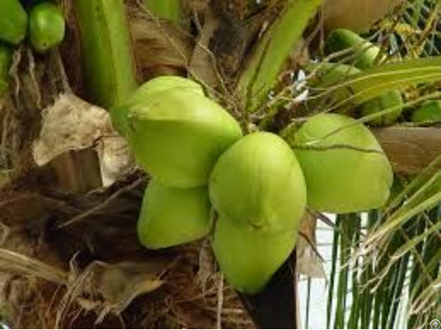 Fresh Coconut Natural Taste Rich In Protein And Very Healthy