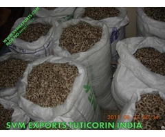 Pure Moringa Seed Exporters