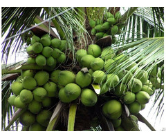 Fresh Coconut Vietnam
