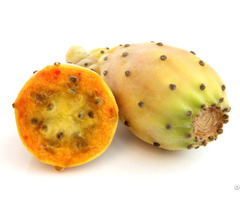 Wholesale Supplier Of Prickly Pear Oil