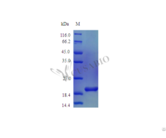 Recombinant Mouse Interleukin 6 Protein Il6