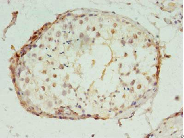 Polr2i Antibody