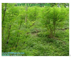 Natural Moringa Leaves Suppliers