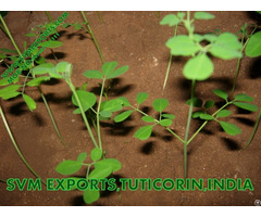 Natural Moringa Tea Cut Leaf Suppliers